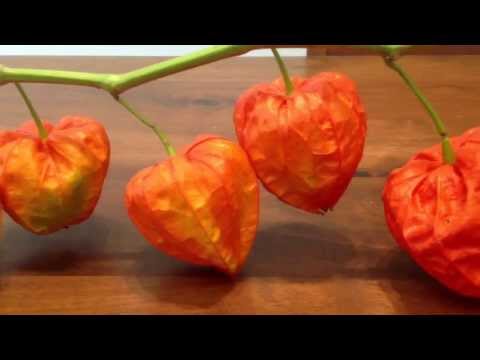 how to plant chinese lanterns