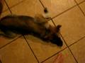 videos de Linus in his Hobo box
