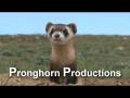 videos de Black-Footed Ferret Stock Video Footage.mov