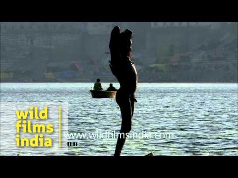 bathing in ganga - Naga sadhu applying holy ash after taking bath in Ganga. Sadhus are sanyasi, or renunciates, who have left behind all material attachments and live in caves,...