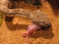 Speckled Rattlesnake-Crotalus mitchelli pyrrhus Speckled Rattlesnake-Crotalus mitchelli pyrrhus