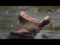 Tanzania -- Serengeti