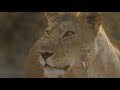 tanzania    serengeti