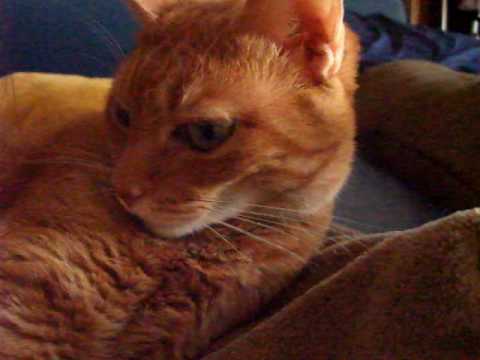 猫の条件反射