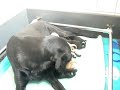 Cash&Jef Puppy's 007
