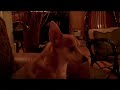 WW - the wonder dog