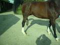 videos de Shivers in 3yr old Gelderlander