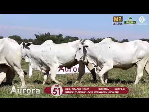 2 DE OLHO NA FAZENDA NELORE AURORA