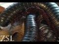 Giant Millipede -  Interview