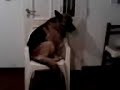 perros adiestrados