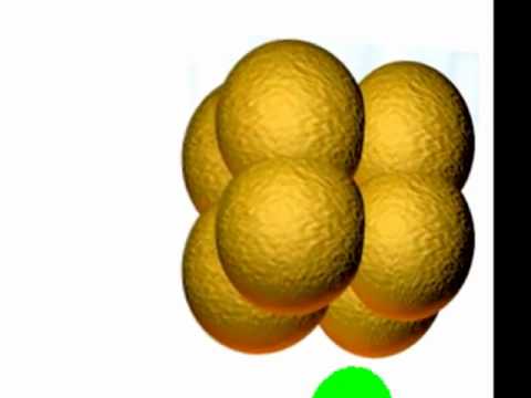 embriologia - Aula de Embriologia - Tipos de Segmentações - Prof Paulinho.