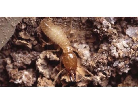 how to control termites