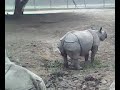 Rhinoceros.avi