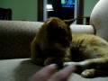 videos de Ferocious Feline