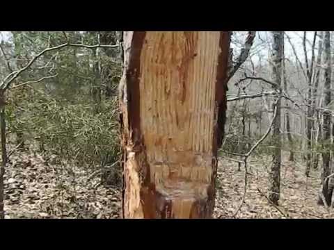 how to collect pine pitch