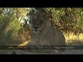 Lionesses agitated by male\ Lionesses agitated by male\