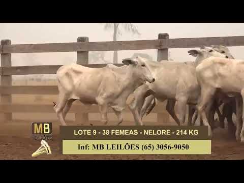 8� LEIL�O PRESENCIAL E VIRTUAL - LUCIANO DUARTE & CONVIDADOS