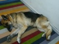 A Tribute to Sheeba