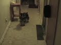 Dog Sees Ghost