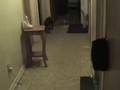 Dog-Sees-Ghost