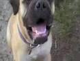 Bullmastiff video
