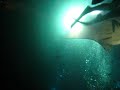 Nightdive with Manta Rays in Garden Eel Cove