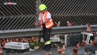 إغلاق طريق سريع لـ 5 ساعات في النمسا بسبب آلاف الدجاجات