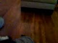 Brandon messing with Oreo.3GP