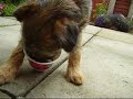 Border Terrier Loves Yoghurt
