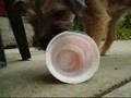 Border Terrier Loves Yoghurt