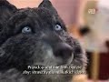Se-Ma-For Produkcja Piotrusia i wilka