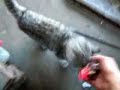 yine-kedi-y-lmaz-kpek-gibi-kedi-.html