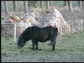 Hose Ranger - Shetland Pony Stallion