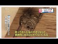 2019年8月20日 YBSニュース　スズメバチ駆除