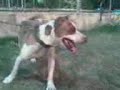 Adriano James Pit bull(Rex) Adriano James Pit bull(Rex)