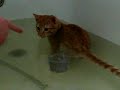 Кот который любит водные процедуры