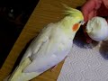 Nymphensittich Bobby isst ein Ei
