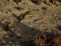 videos de Rattlesnake in Death Valley National Park