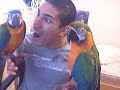 Parrots, Zoe and her new BF Phelin