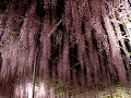 [自然]栃木県にある「あしかがフラワーパーク」の藤の花ライトアップ美麗映像。のサムネイル