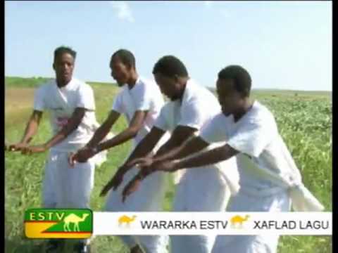 Ogaden | Dhaanto Cusub