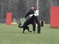 Hunde/Dogs/Beissarbeit/Bitework/DSH/GSD