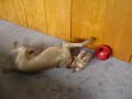 Weimaraner Torture