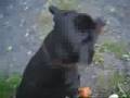Rottweiler video