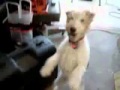 Crazy Dog gets High on Helium--LOLWUT - YouTube