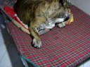 tayson il bulldog inglese tayson il bulldog inglese
