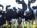 Cows at grass & cattle whisperer Temple Grandin on YouTube