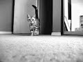 Fraidy Cat