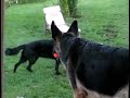 Barking Collar How To Train A Dog To Stop Barking Barking Collar How To Train A Dog To Stop Barking