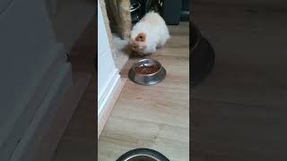 Xavi our birman cat eats in a strange way.